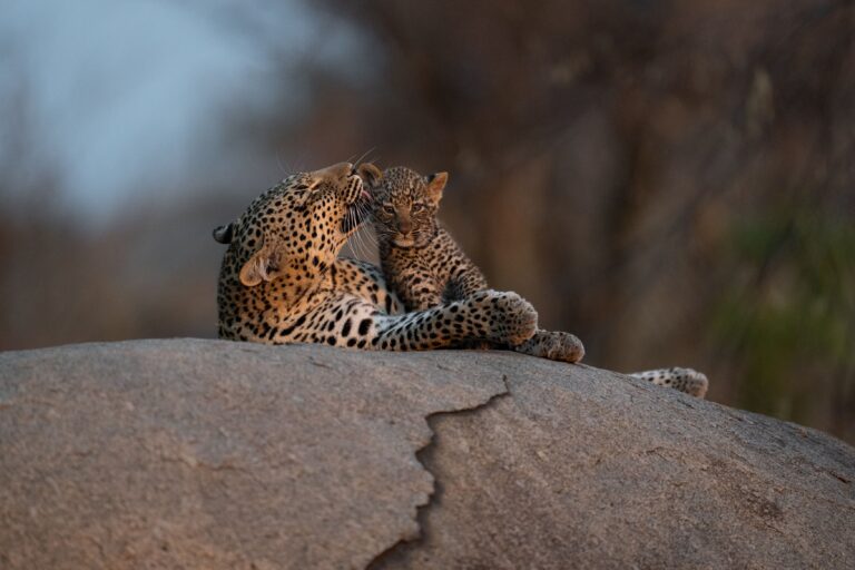 Moederluipaard met jong rust op een rots in de Serengeti, Tanzania – intiem wildmoment met Christoffel Travel