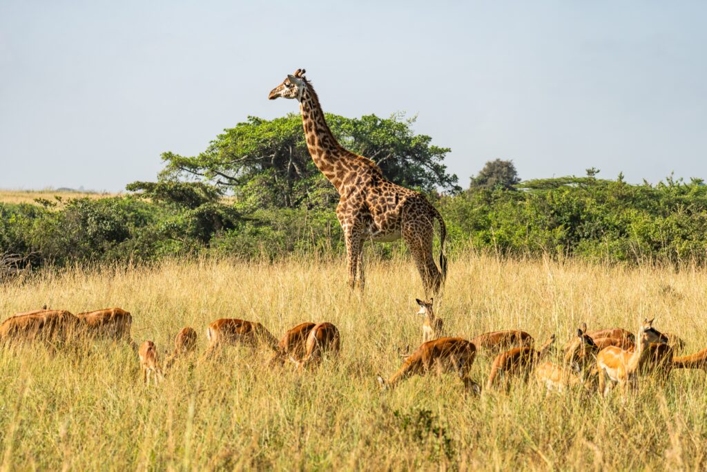 Masai-giraffe en impala in Nyerere National Park (Selous), Zuid-Tanzania – een zeldzame ontmoeting in een van Afrika’s ongerepte wildparken, met Christoffel Travel.