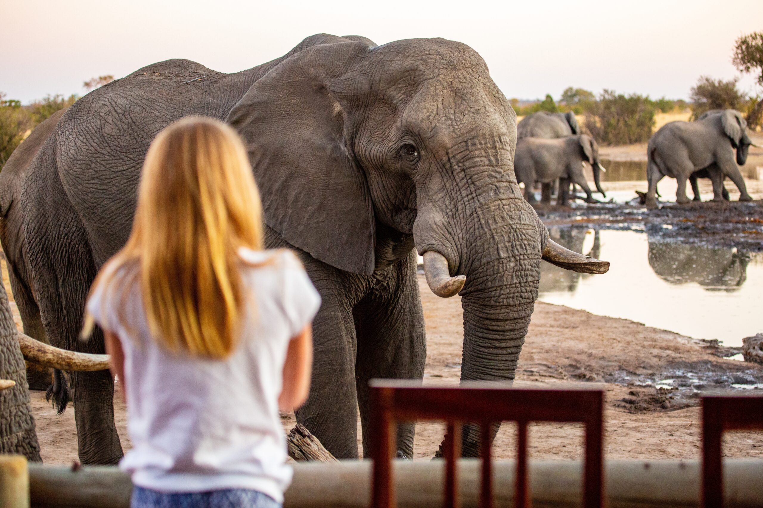 Een meisje maakt oogcontact met een Afrikaanse olifant in Hwange National Park – intiem safari-moment met Christoffel Travel