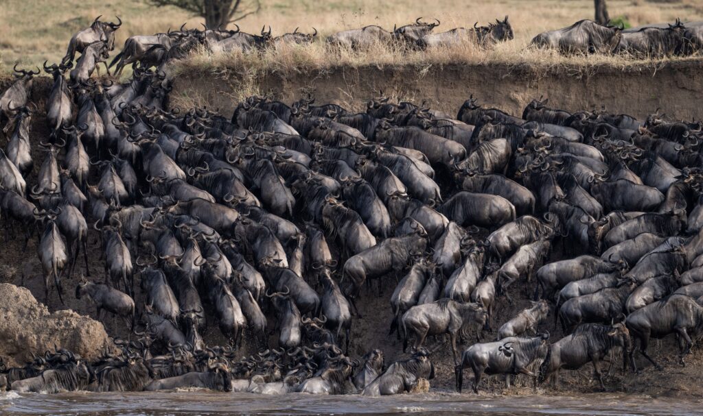 Gnoes tijdens de Grote Migratie steken de Mara-rivier over in Lamai Serengeti – met Christoffel Travel