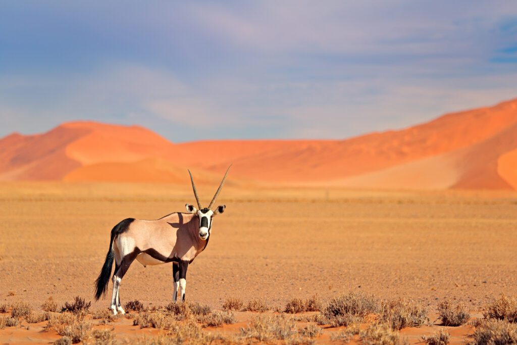 Gemsbok (oryx) met lange rechte hoorns tegen een oranje duin bij zonsondergang in Sossusvlei, Namibië – wildsafari met Christoffel Travel