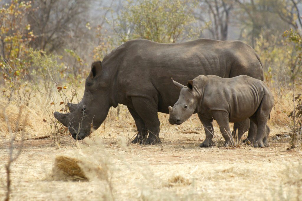 Witte neushoorn met kalf tijdens wandelsafari nabij Livingstone in Zambia – unieke wildlife-ervaring met Christoffel Travel.