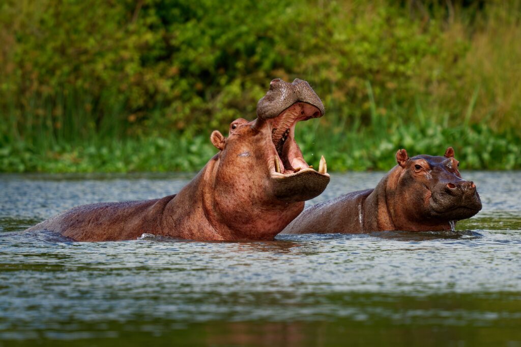 Nijlpaard in het water van Queen Elizabeth National Park, Oeganda. Geweldige wildlife-ervaring tijdens je safari met Christoffel Travel.