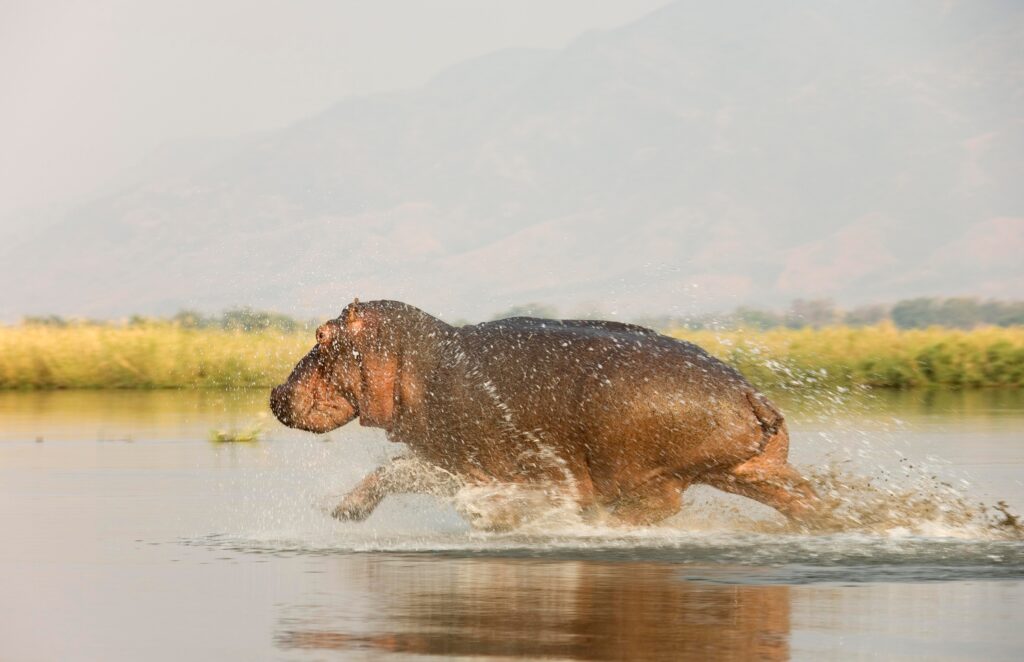 Rennend nijlpaard in ondiep water van de Zambezi-rivier in Lower Zambezi National Park, Zambia – vastgelegd tijdens een safari met Christoffel Travel.