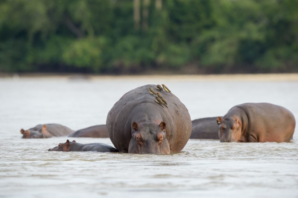 Nijlpaarden baden in de Rufiji-rivier in Nyerere National Park, Tanzania – bootsafari met Christoffel Travel