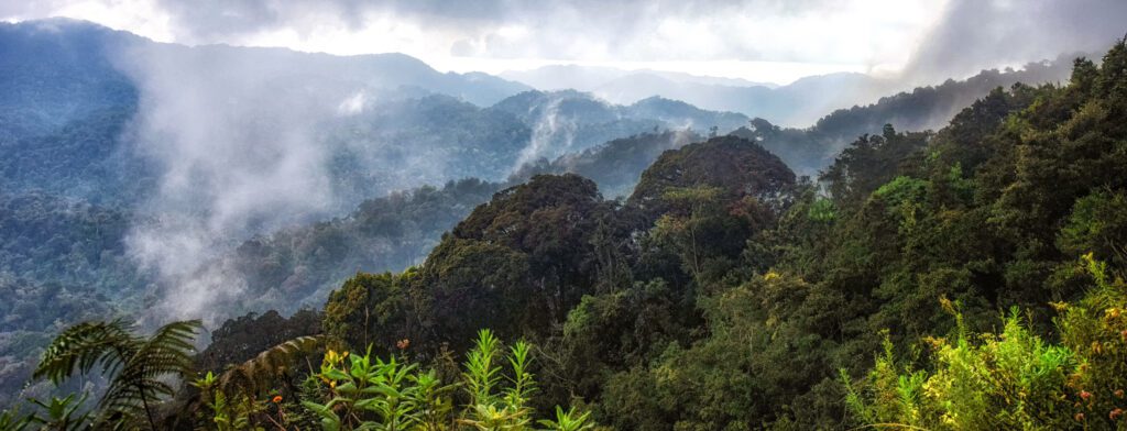 Tropisch regenwoud in Nyungwe National Park, Rwanda, met dichte begroeiing en mistige jungle – ontdekt met Christoffel Travel