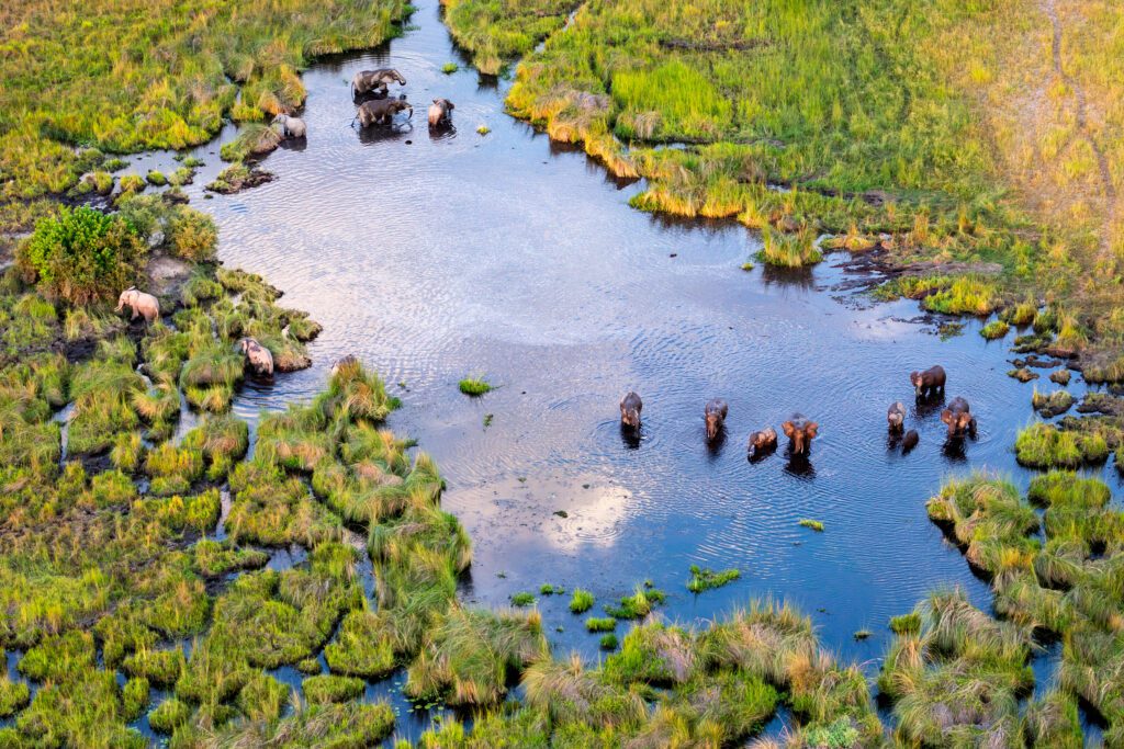 Luchtfoto van een olifanten in het landschap van de Okavango Delta, Botswana – uitgestrekte bush en waterwegen zichtbaar van bovenaf