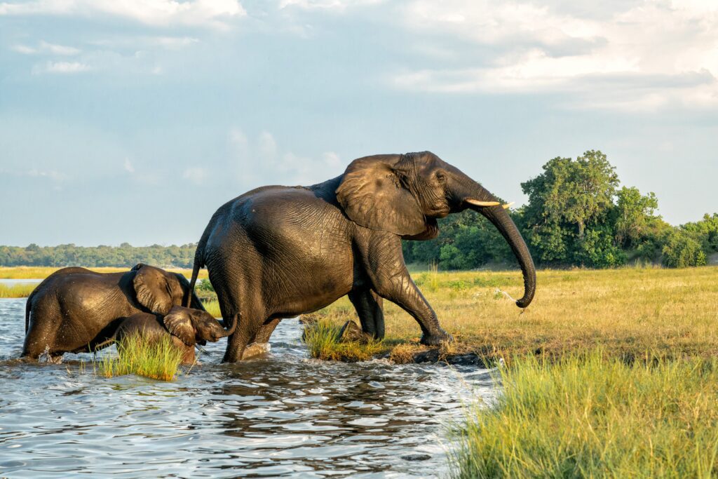 Olifant met haar kalf aan de rivieroevers van Chobe National Park in Botswana – een bijzonder moment tijdens een luxe safari met Christoffel Travel.