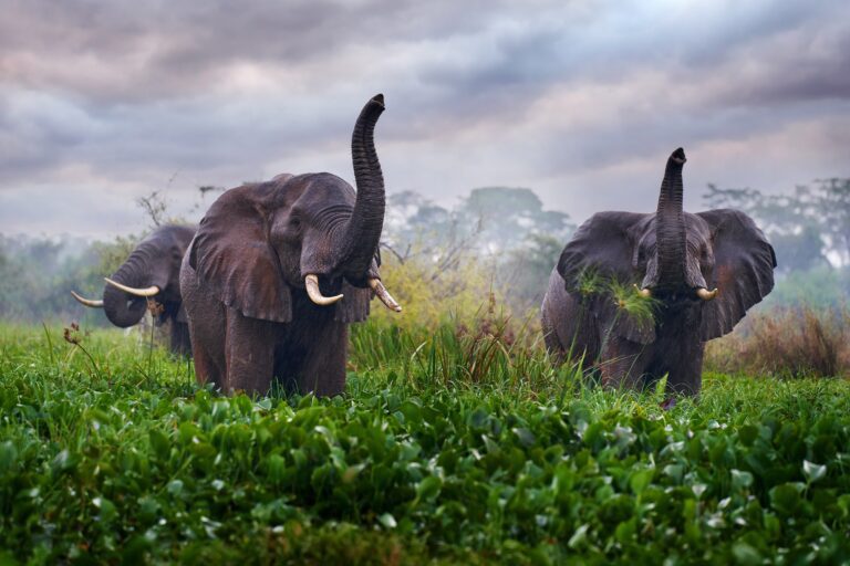 Olifant in de regen bij de Victoria Nijl-delta in Murchison Falls National Park, omringd door groen gras en bos. Wildlife in Oeganda met Christoffel Travel