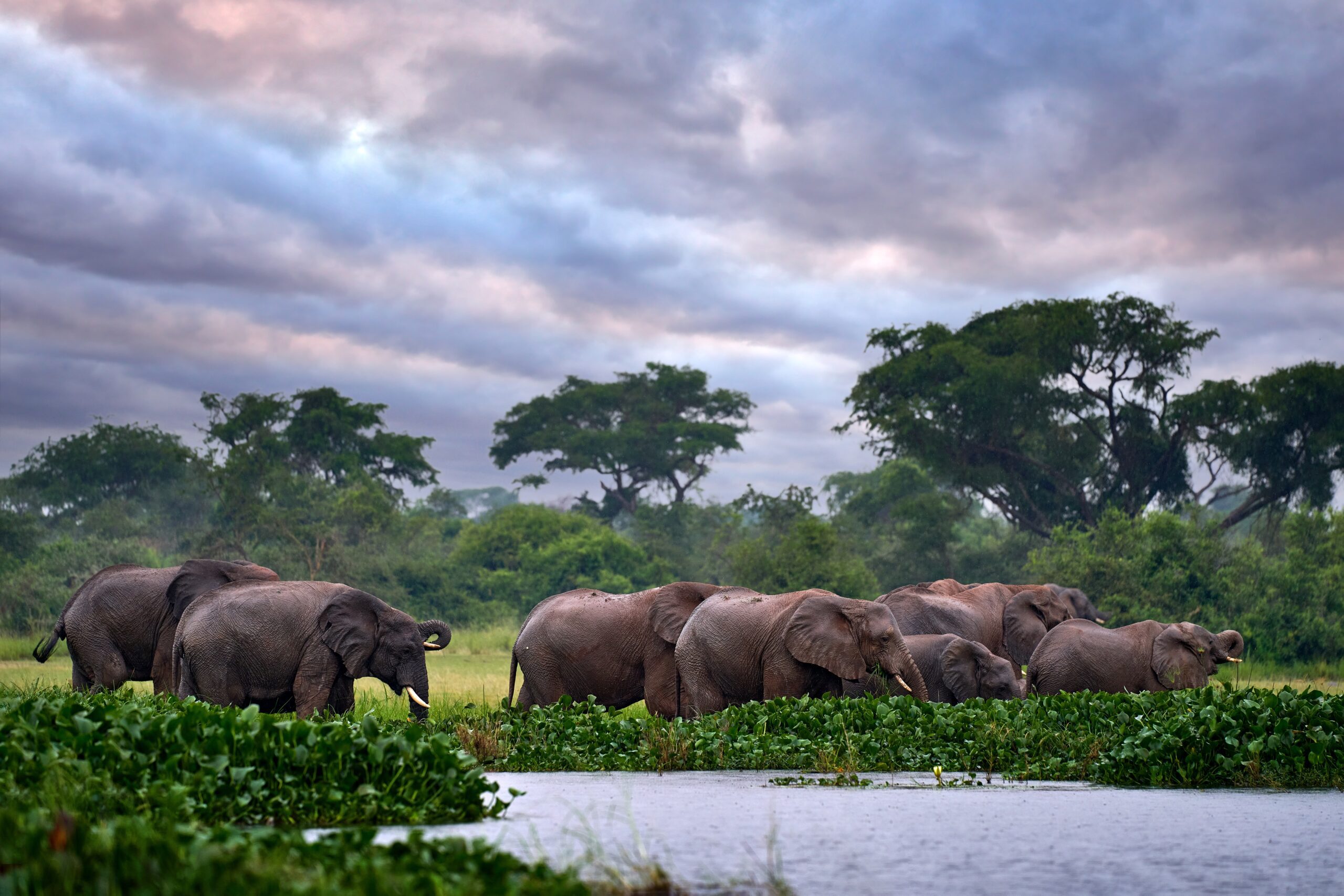 Grote Afrikaanse olifant wandelt door het groene landschap van Murchison Falls in Oeganda – wildlife aan de Victoria Nijl met Christoffel Travel