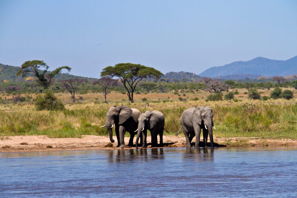 Drie olifanten drinken rustig bij de Great Ruaha River nabij de Mdonya-rivier – safari in Ruaha met Christoffel Travel