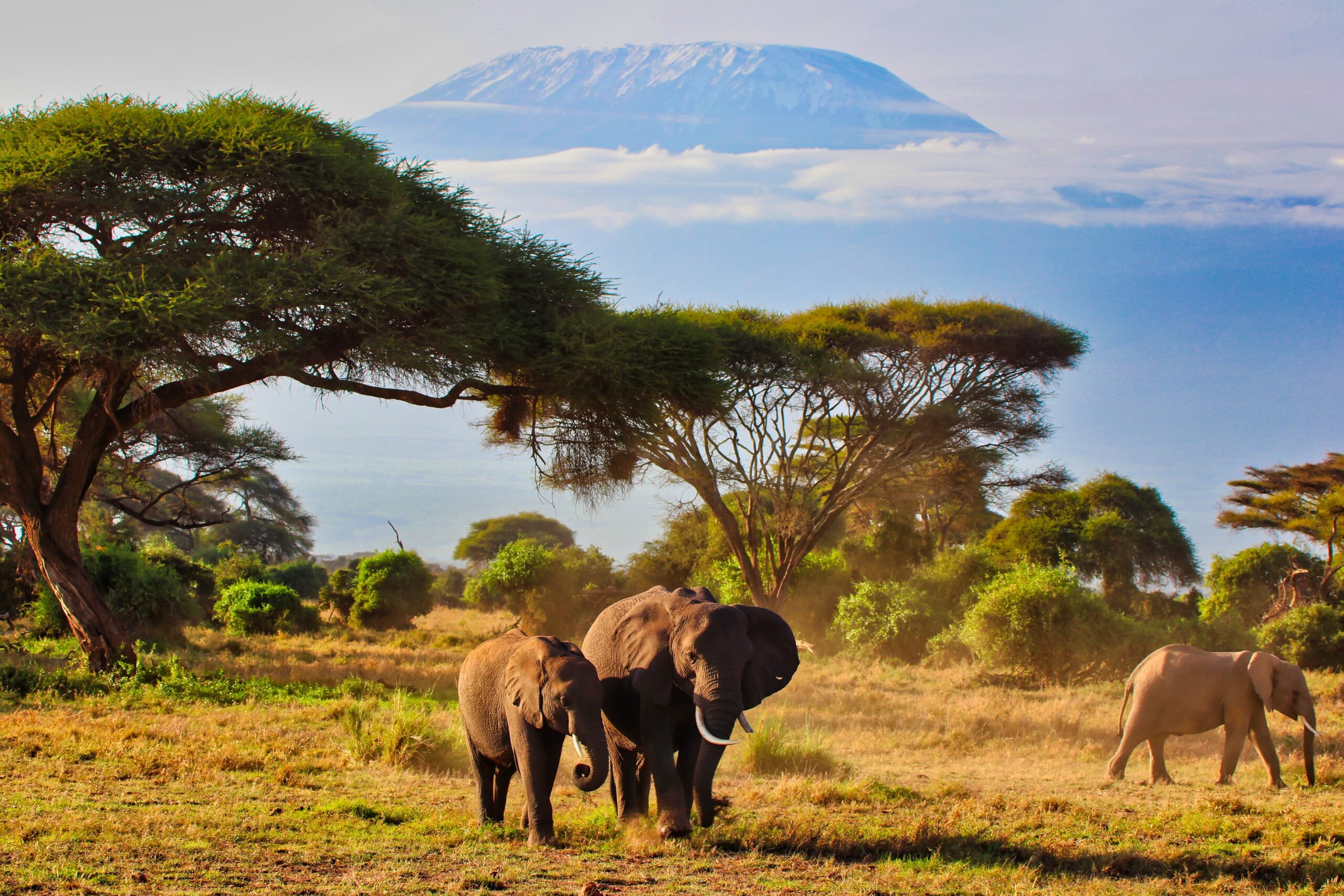 Een olifantenmoeder en haar kalf onder de Kilimanjaro in Amboseli National Park, Kenia – een iconisch moment tijdens een safari van Christoffel Travel
