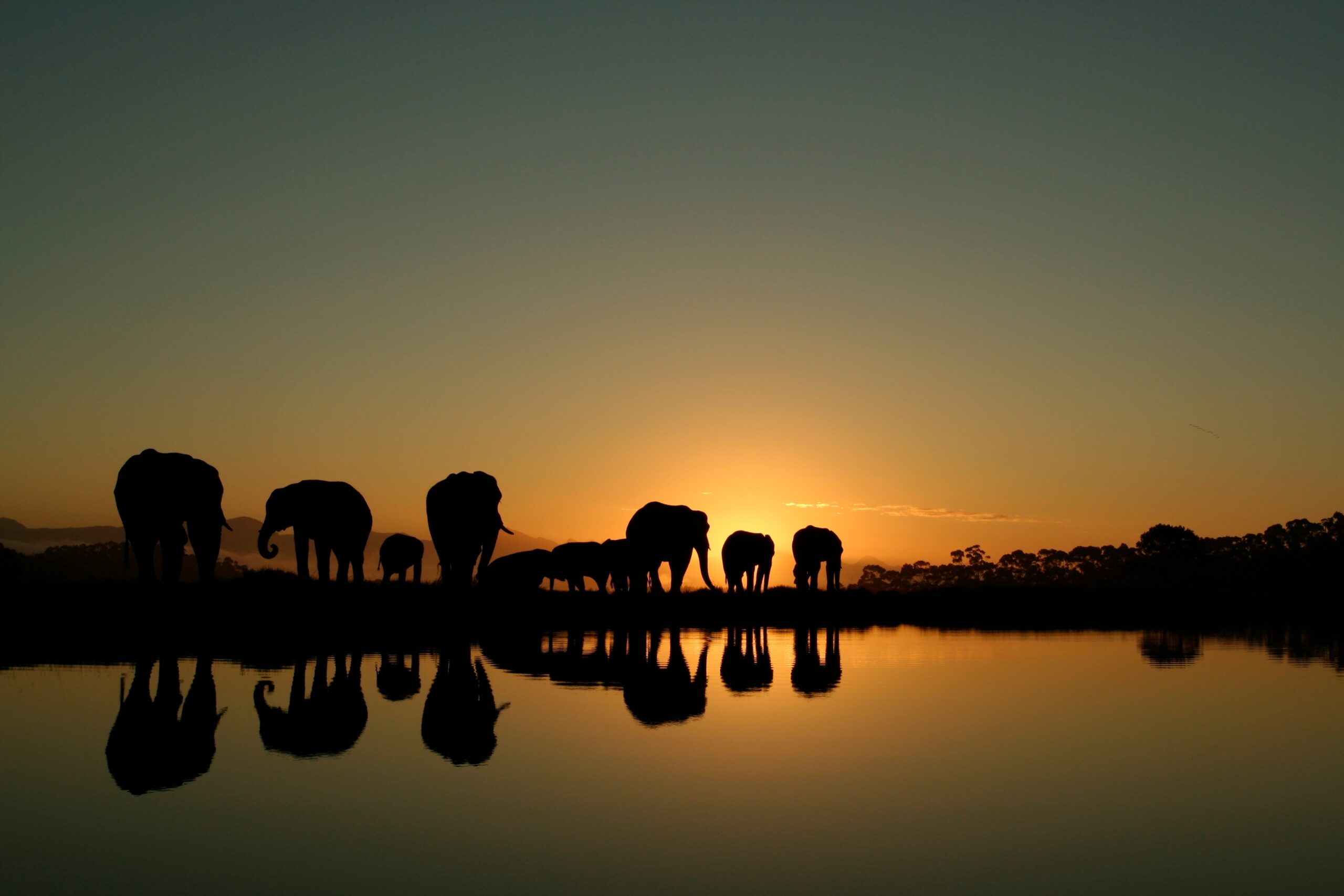 Olifanten verzamelen zich rond een waterpoel bij zonsopgang in Zuid-Afrika tijdens een safari met Christoffel Travel