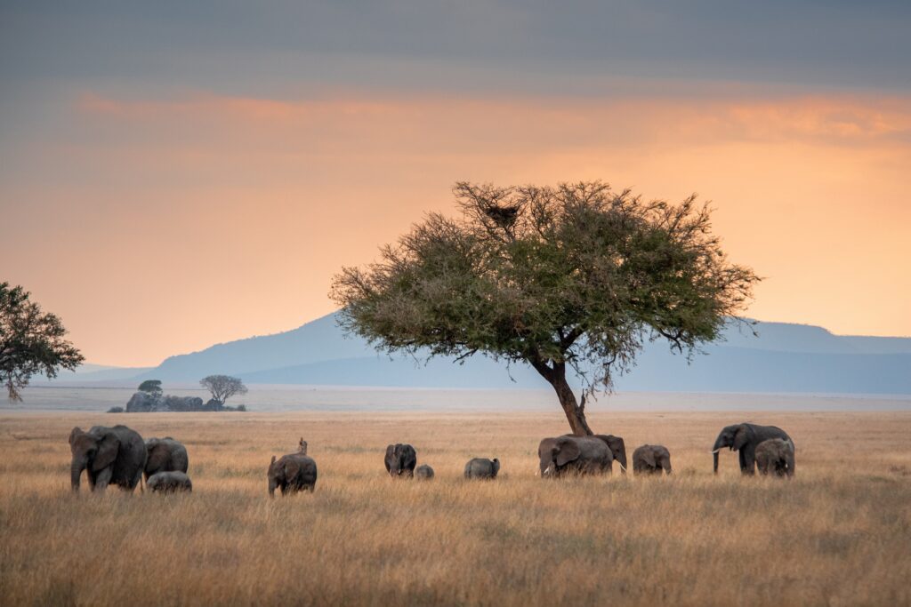 Olifantenfamilie trekt door het grasland van Serengeti National Park, Tanzania – safari met Christoffel Travel