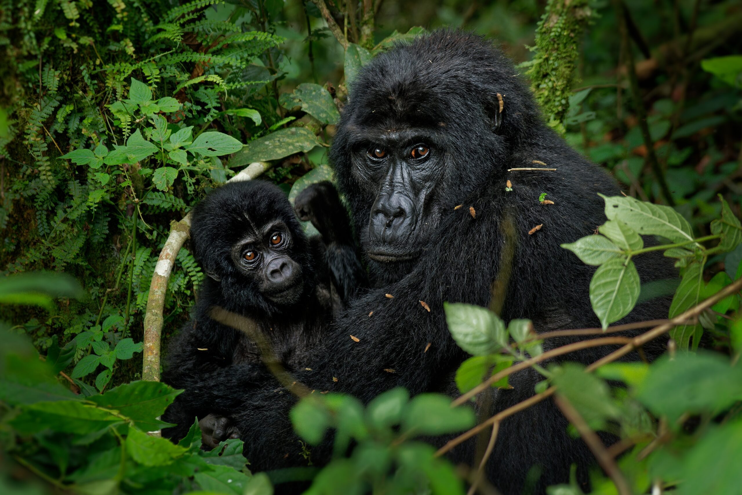 Oostelijke gorilla’s met jong in het groene regenwoud van Oeganda – een unieke ontmoeting tijdens een safari met Christoffel Travel