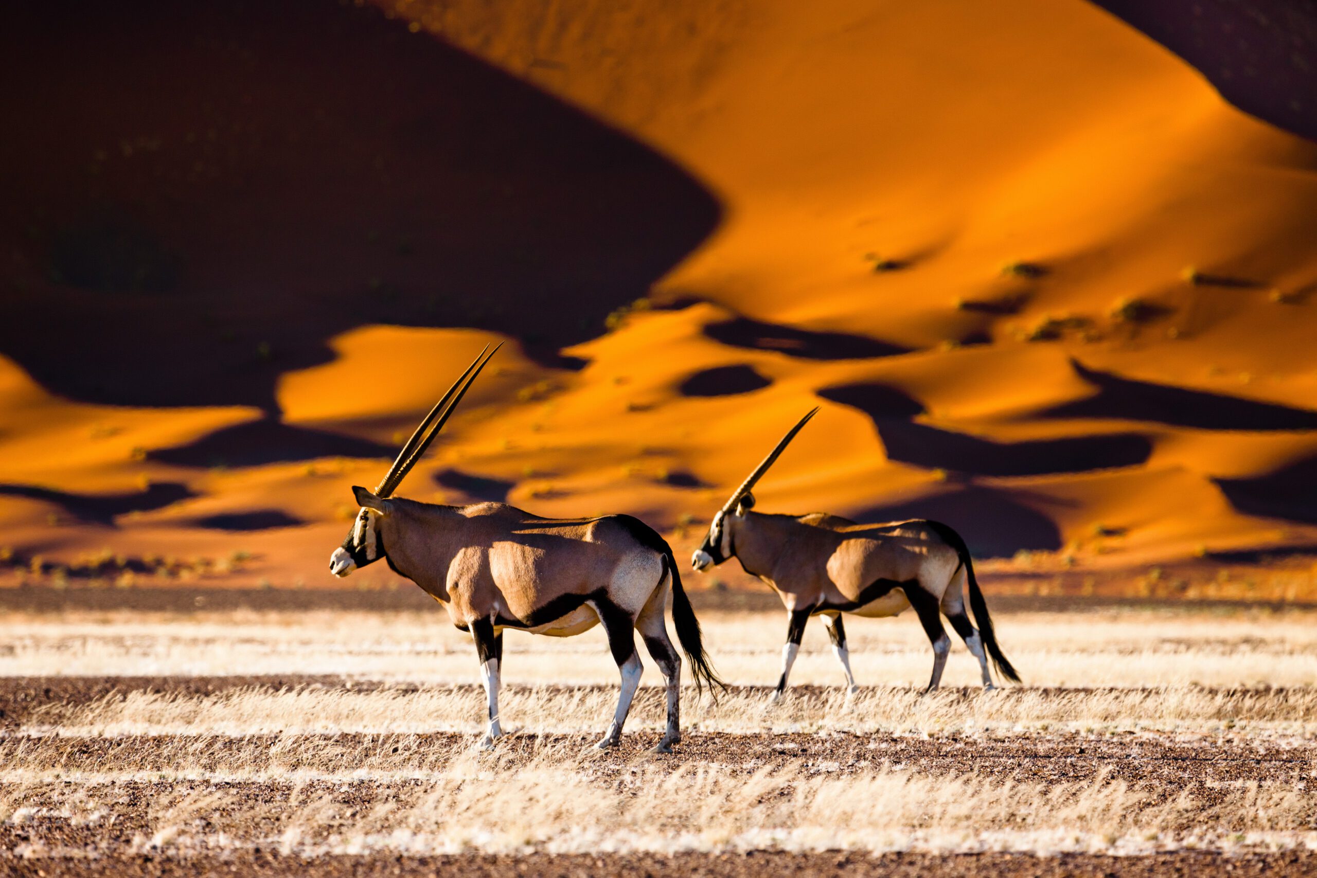 Oryx tussen de rode zandduinen van Sossusvlei in Namibië – vastgelegd tijdens een reis met Christoffel Travel