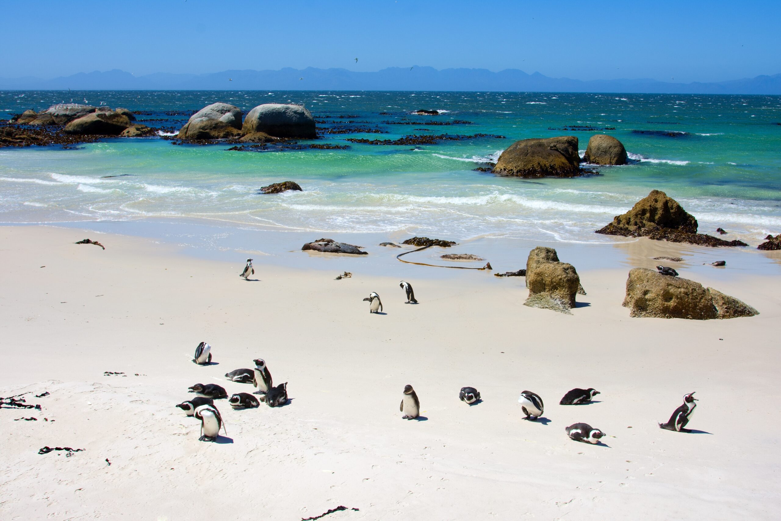 Pinguïns op het strand van Simon’s Town nabij Kaapstad tijdens een reis met Christoffel Travel in Zuid-Afrika