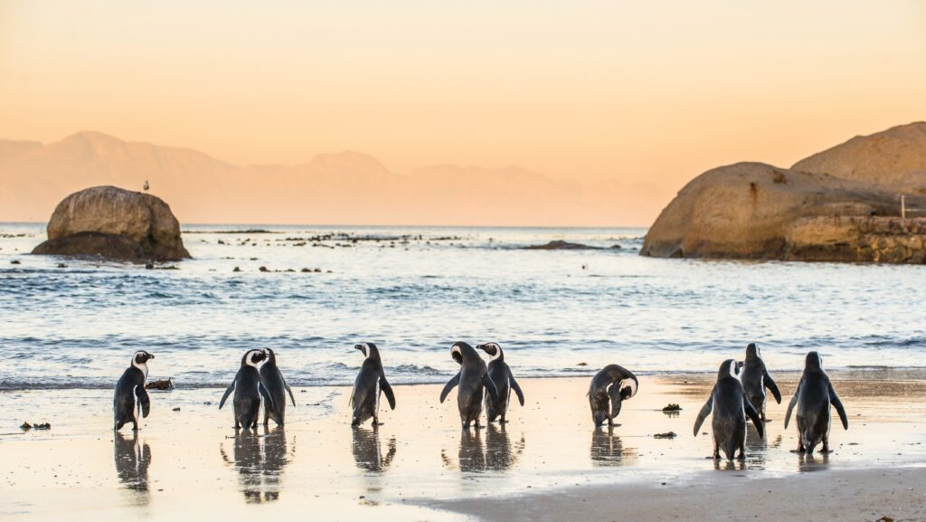 Afrikaanse pinguïns op het strand bij Boulders Beach in Kaapstad, Zuid-Afrika, tijdens een kleurrijke zonsondergang – met Christoffel Travel.