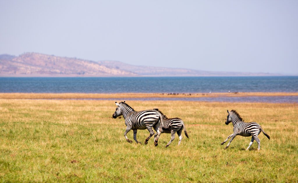 Zebra’s rennen over de open vlaktes van Matusadona National Park in Zimbabwe, vastgelegd met lichte motion blur tijdens een safari met Christoffel Travel