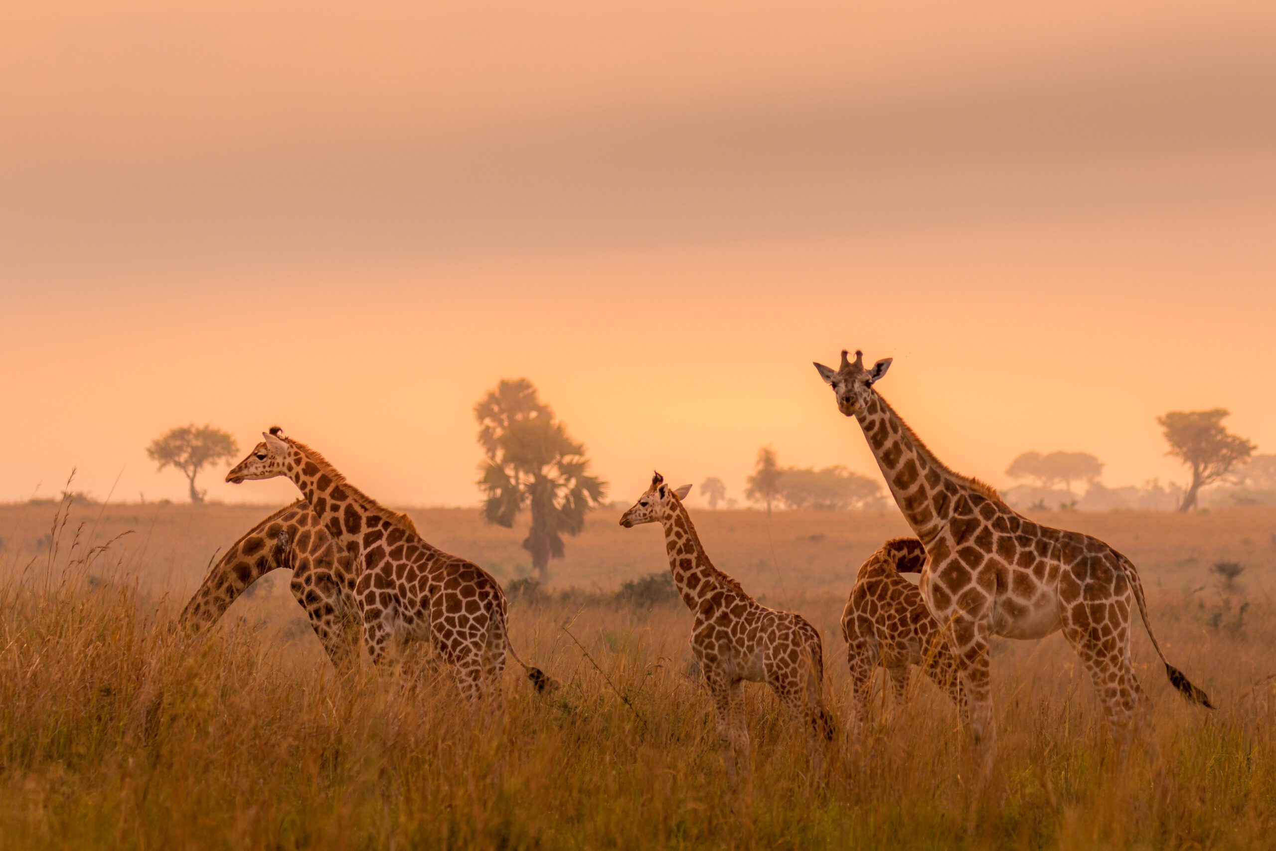 Rothschildgiraffe bij zonsopgang in Murchison Falls National Park – majestueus safari-ochtendmoment in Oeganda met Christoffel Travel
