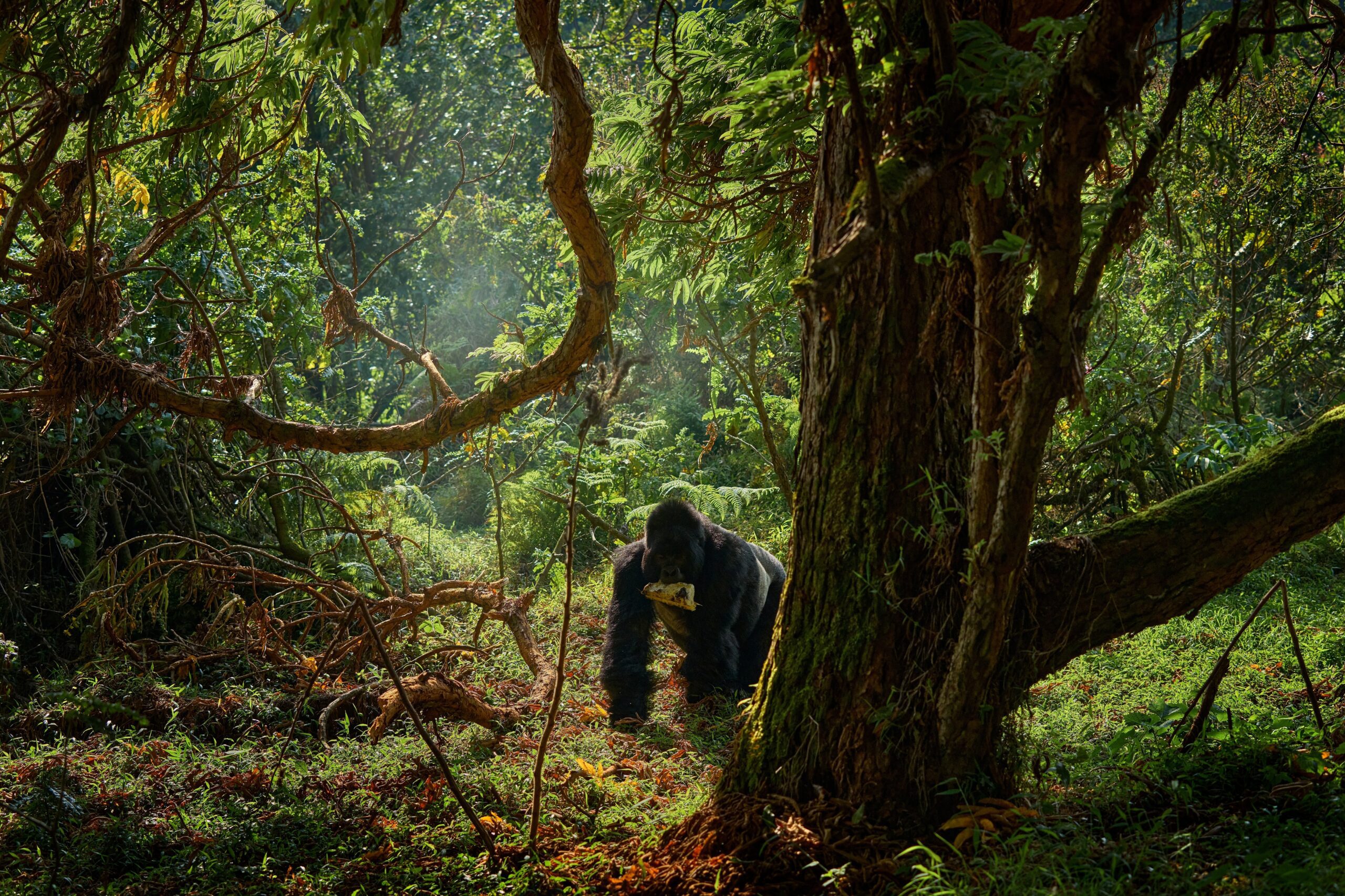 Berggorilla in Rwanda - wildlife portret