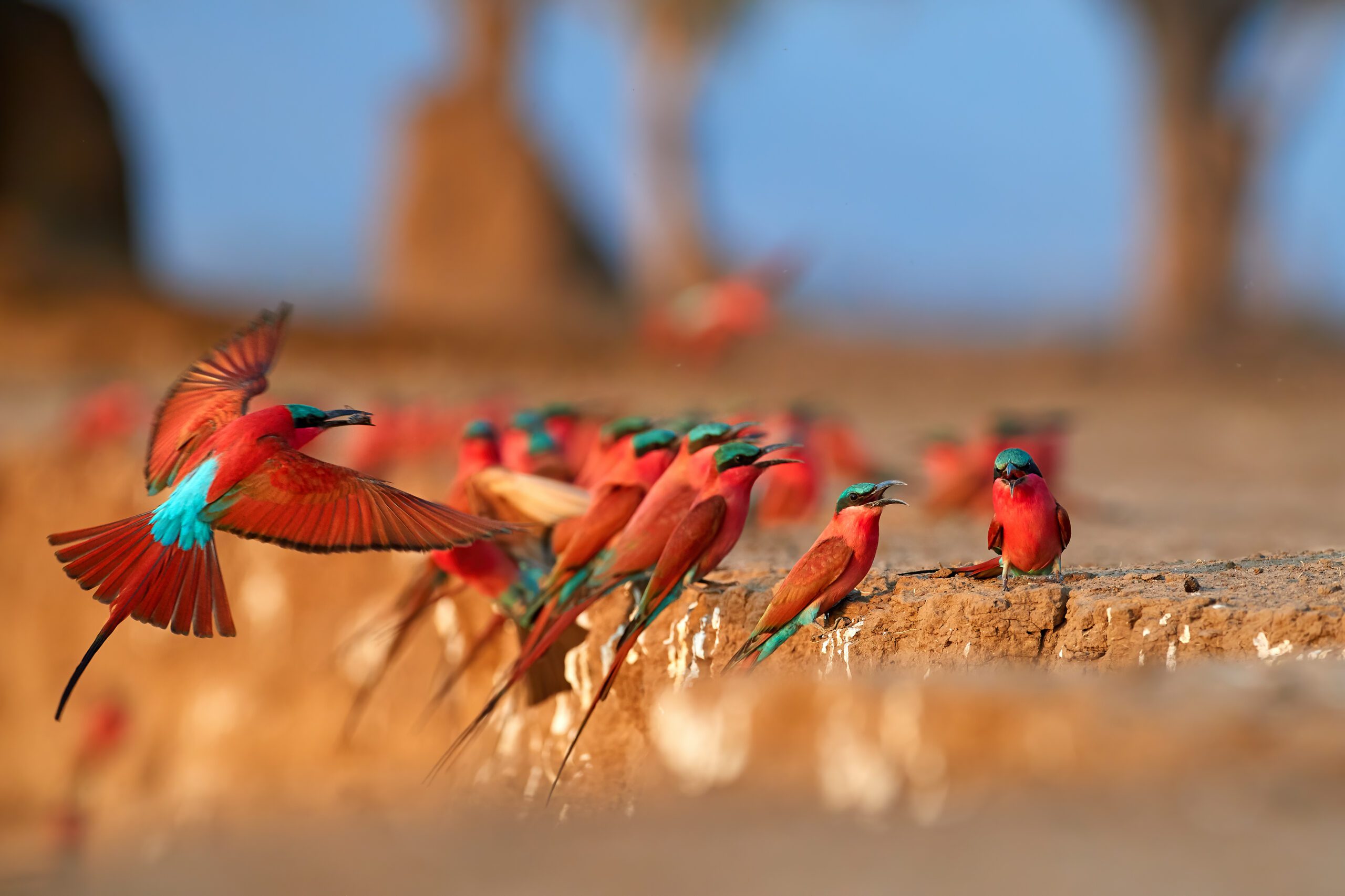 Een kolonie felrode Southern Carmine bee-eaters aan de oever van de Zambezi-rivier bij Mana Pools National Park, Zimbabwe