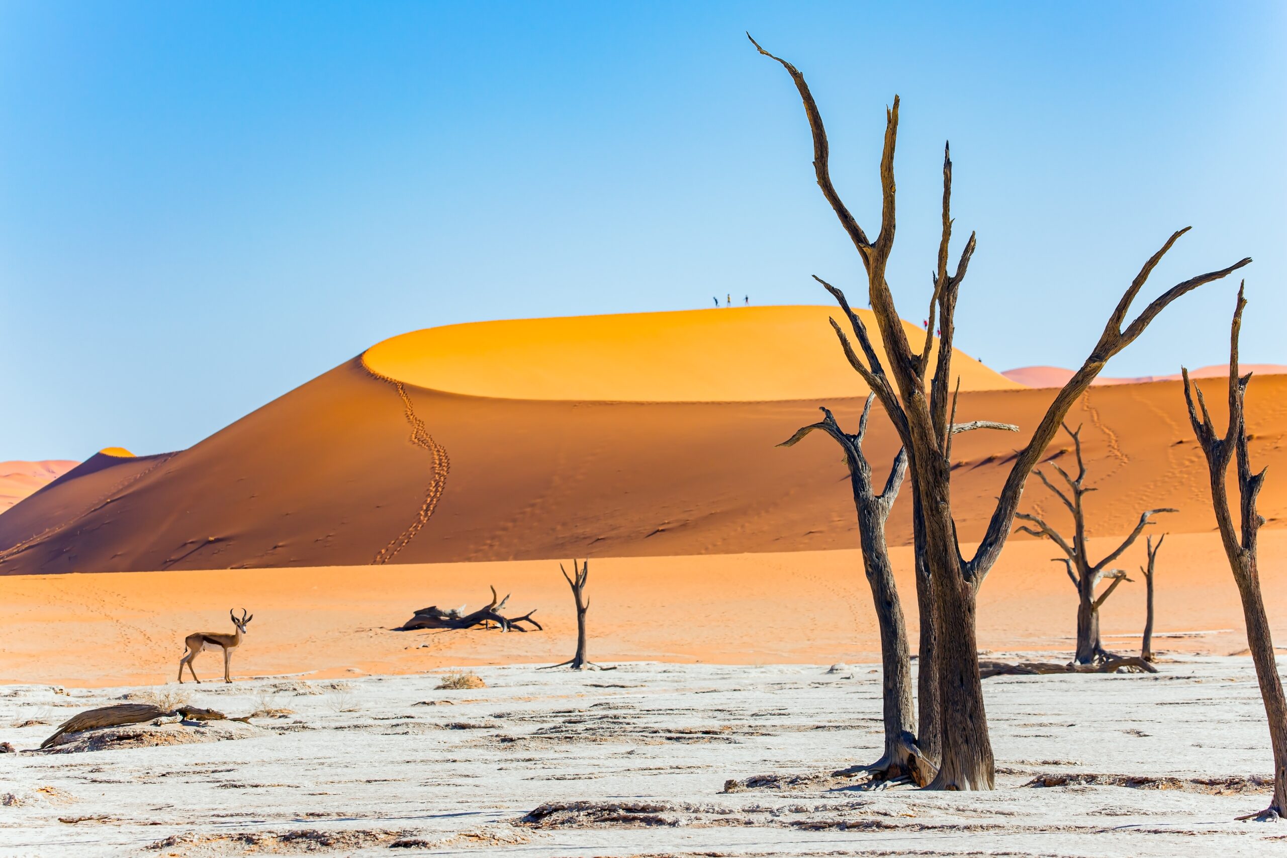 Springbok tussen de oranje duinen van Sossusvlei in Deadvlei – een elegant moment in Namibië met Christoffel Travel