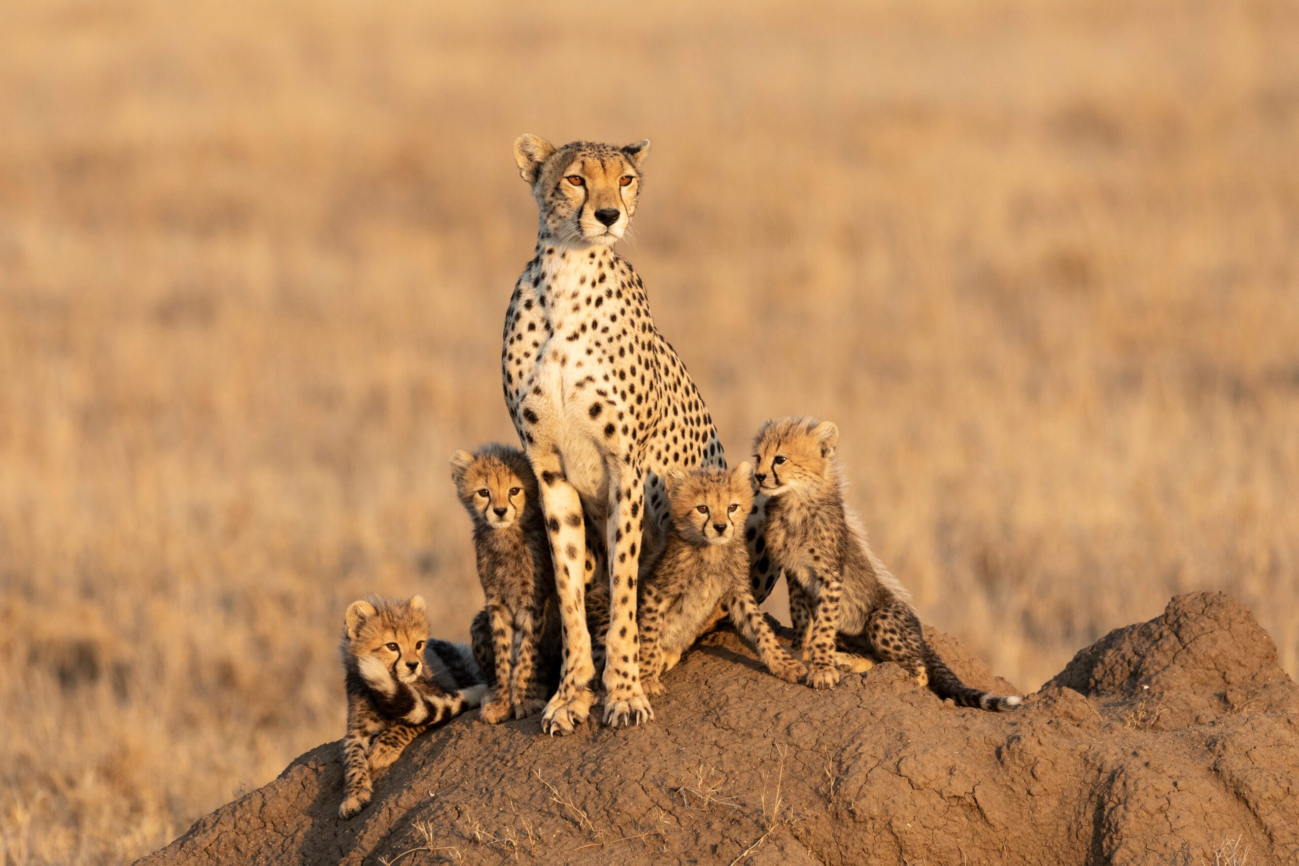 Moedercheetah met vier welpen op een termietenheuvel in de Serengeti, Tanzania – safarifoto van Christoffel Travel