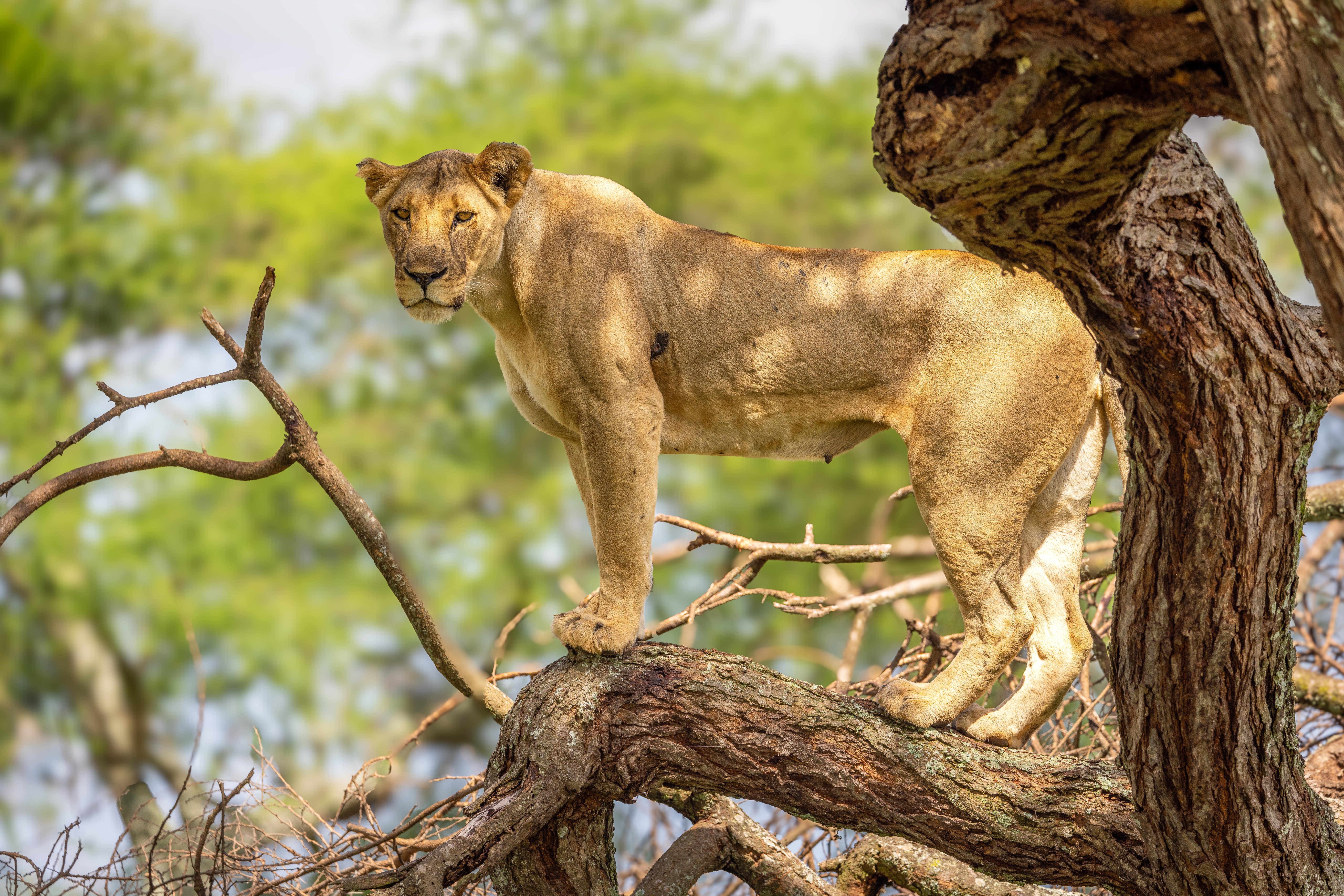 Leeuwin in boom tijdens safari in Tarangire National Park, Tanzania – unieke wildlife ervaring met Christoffel Travel