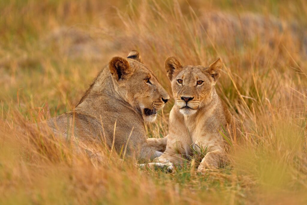Tanzania reizen - Afrika vakantie - Christoffel Travel