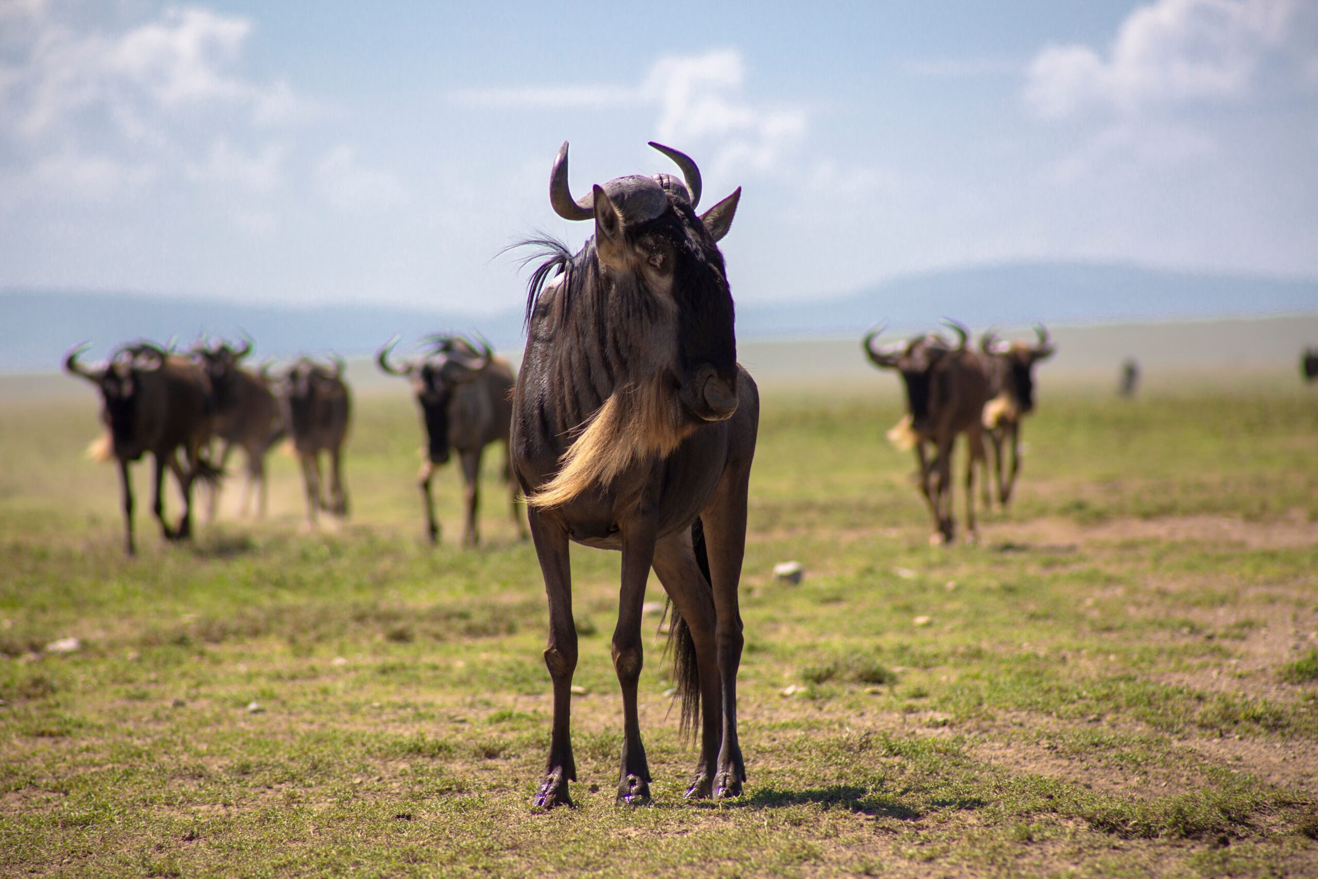 Gnoes in de Serengeti na de grote migratie – Tanzania safari met Christoffel Travel