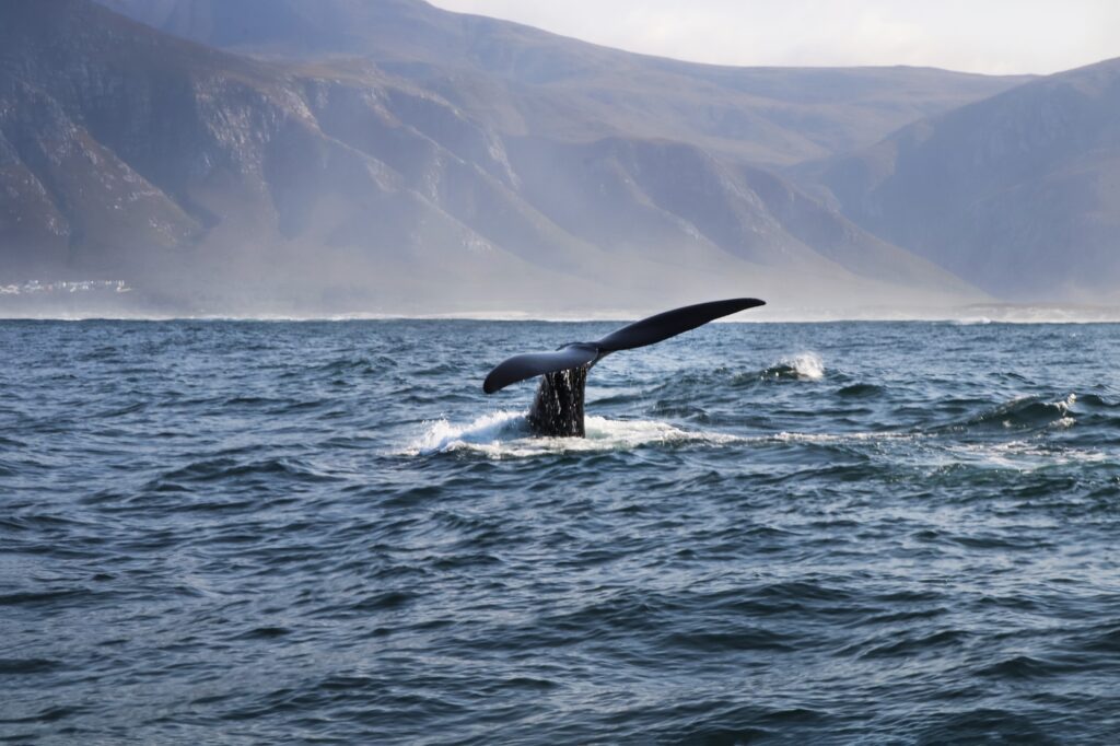 Walvis spotten vanaf een boot voor de kust van Hermanus, Zuid-Afrika – een unieke ervaring met Christoffel Travel.