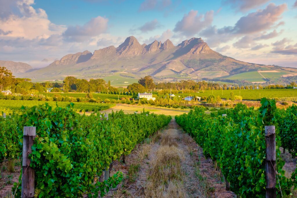 Wijngaard in de heuvels van Stellenbosch bij zonsondergang – een idyllisch tafereel tijdens je wijnreis door Zuid-Afrika met Christoffel Travel.