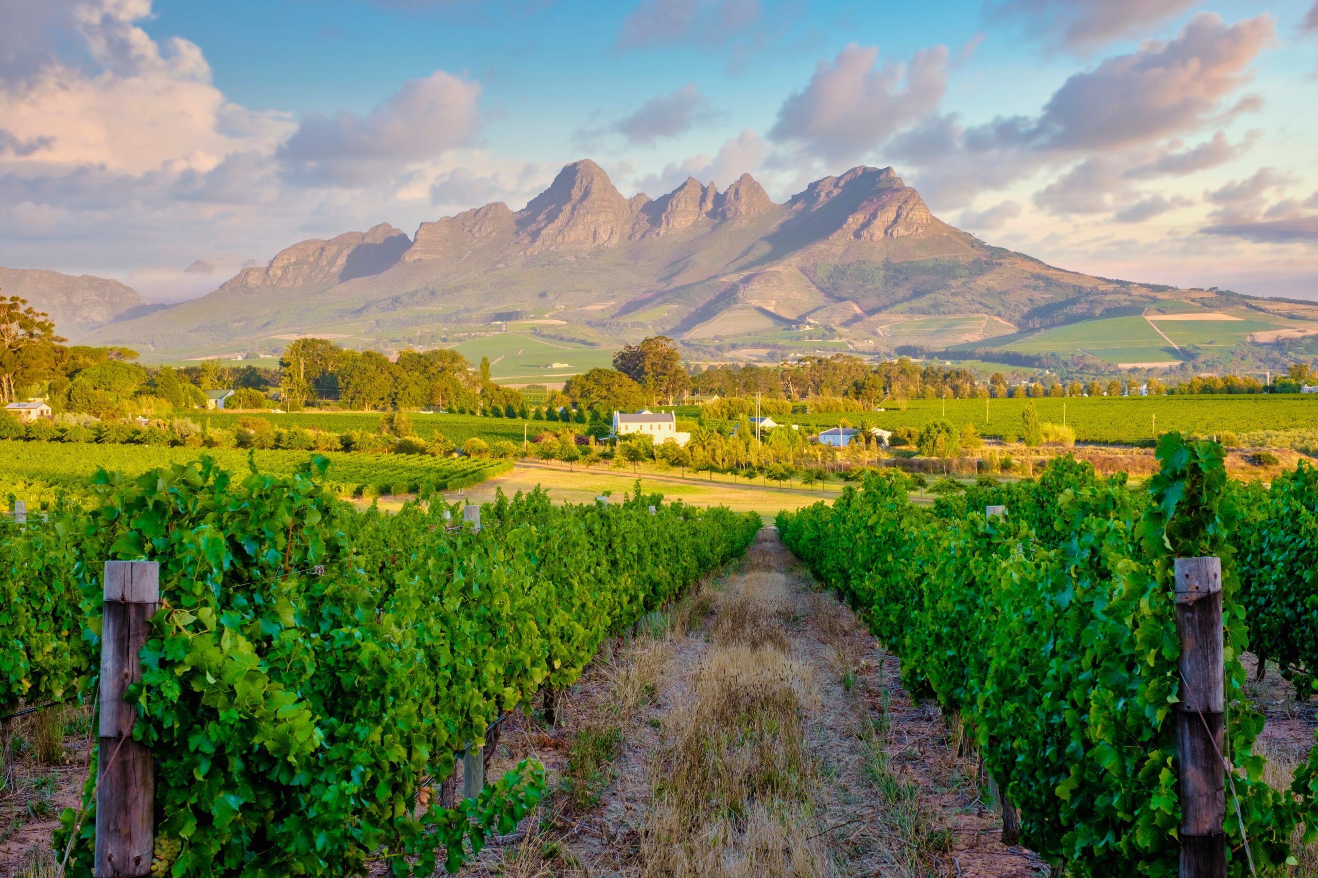 Zonsondergang boven de wijngaarden van Stellenbosch, met bergen op de achtergrond – Zuid-Afrika met Christoffel Travel
