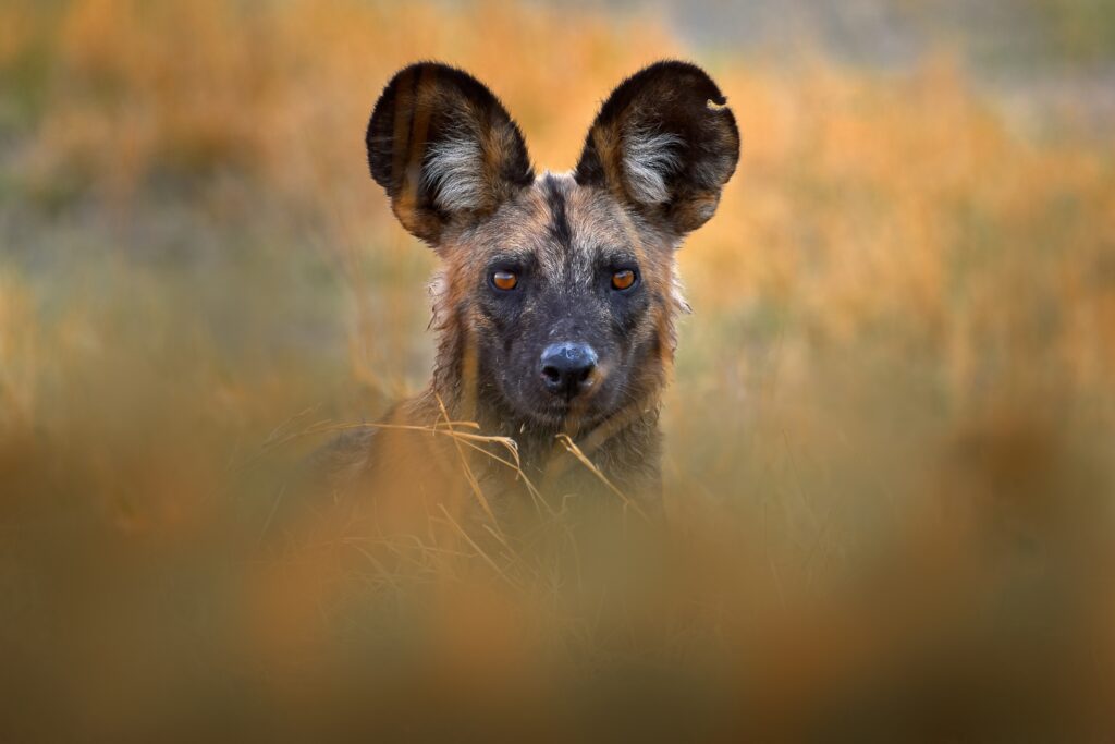 Close-up van een Afrikaanse wilde hond met open bek in Mana Pools, Zimbabwe – wildlifefotografie tijdens safari met Christoffel Travel