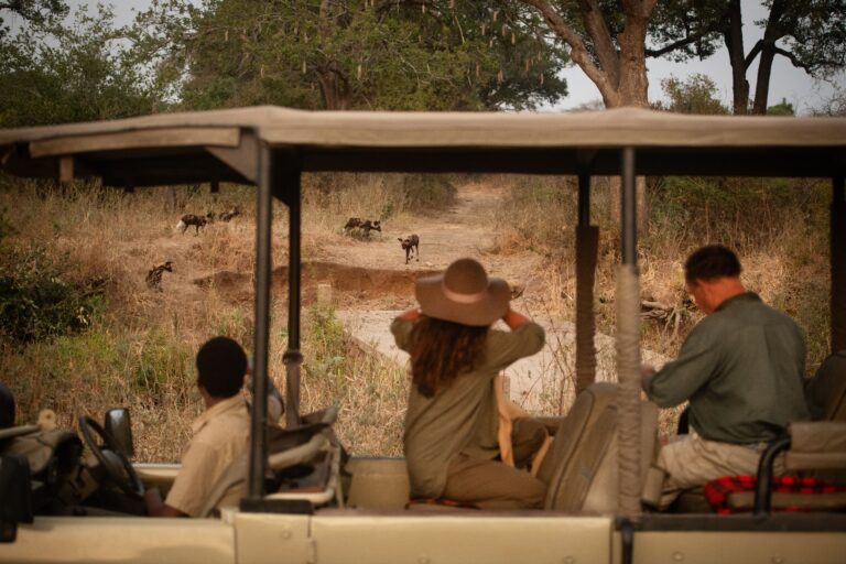 Op safari in Nyerere National Park, Tanzania – spotten van wilde honden vanuit een open voertuig met Christoffel Travel
