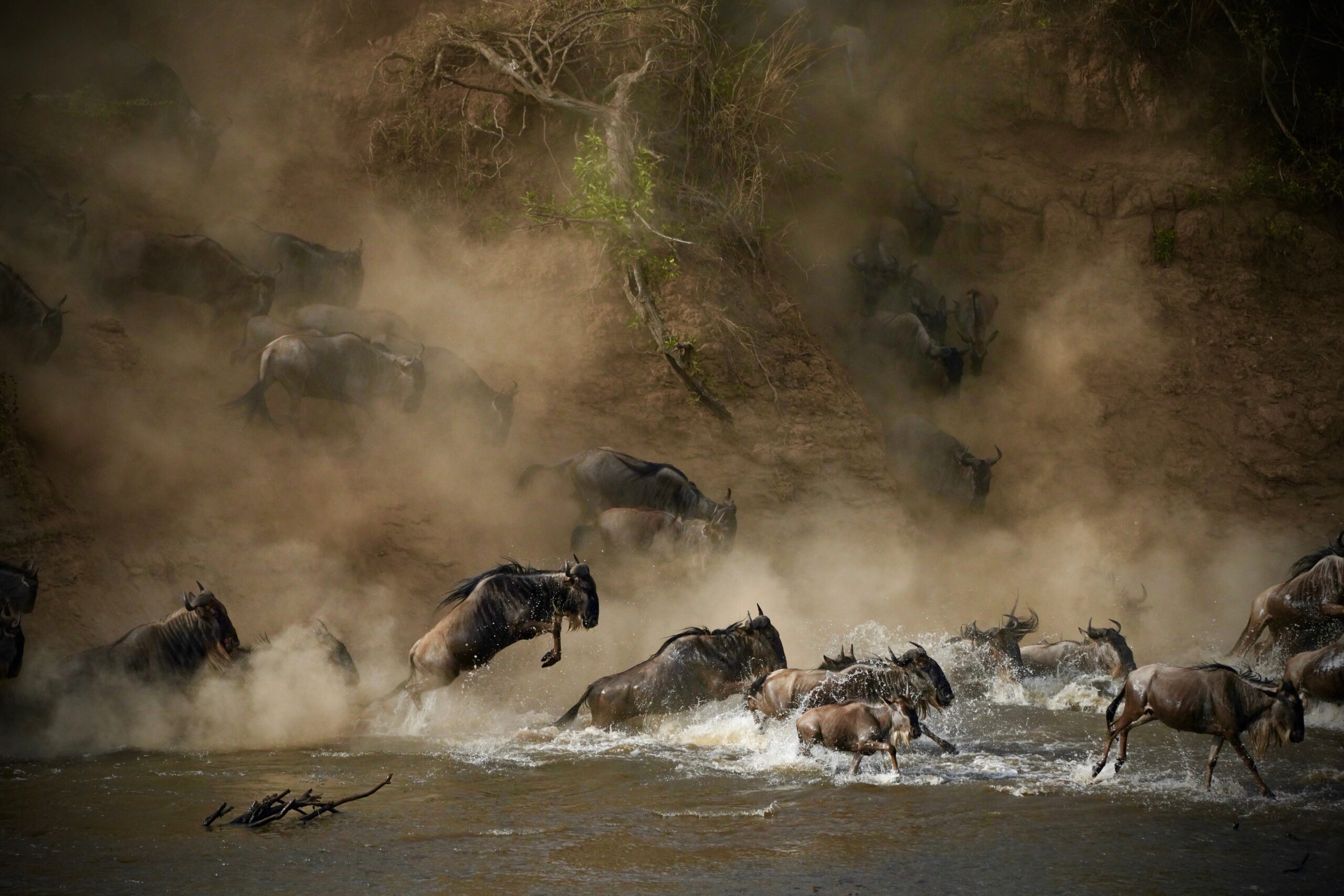 Wildebeesten steken de Mara River over tijdens de Grote Migratie in de Masai Mara, Kenia – vastgelegd tijdens een safari met Christoffel Travel