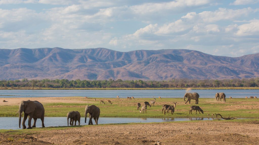 Wildlife aan de Zambezi-rivier: een Afrikaanse olifant, waterbok en impala komen samen aan de oever van het water in Zambia – een typisch tafereel tijdens een luxe safari met Christoffel Travel.