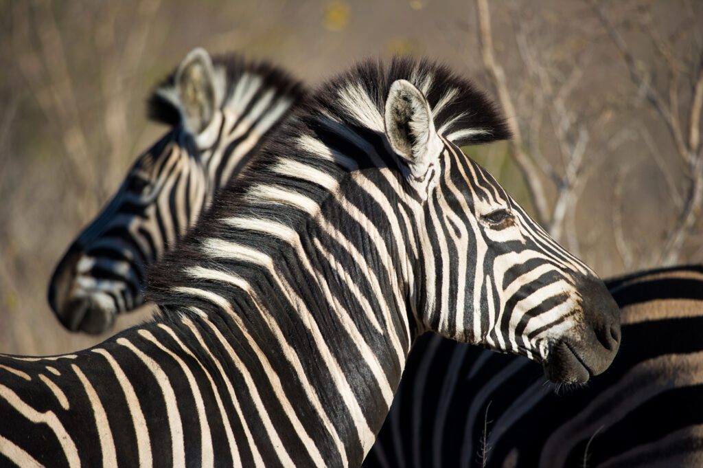 Twee zebra’s dicht bij elkaar in het grasland van Elephant Plains, Sabi Sands, Zuid-Afrika – natuurschoon met Christoffel Travel.