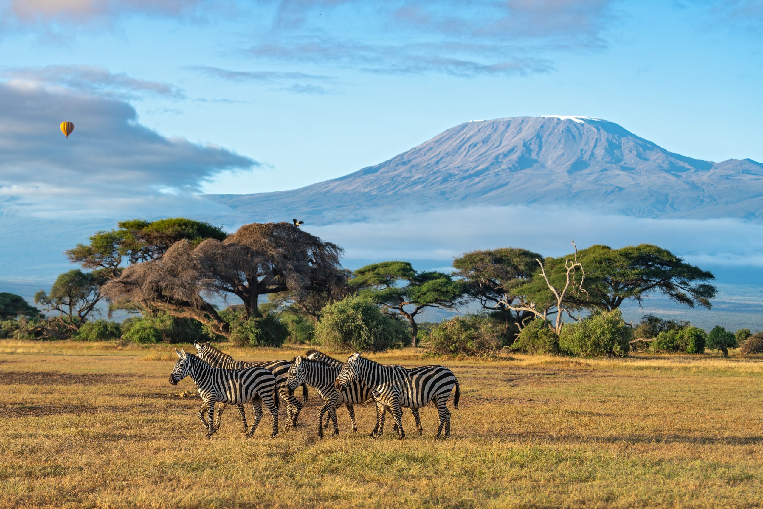 Een kudde vlaktenzebra’s voor de Kilimanjaro met een luchtballon in de ochtend boven Amboseli National Park, Kenia
