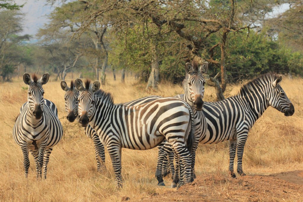 Zebra in Lake Mburo National Park, Oeganda – safari in savannelandschap met Christoffel Travel