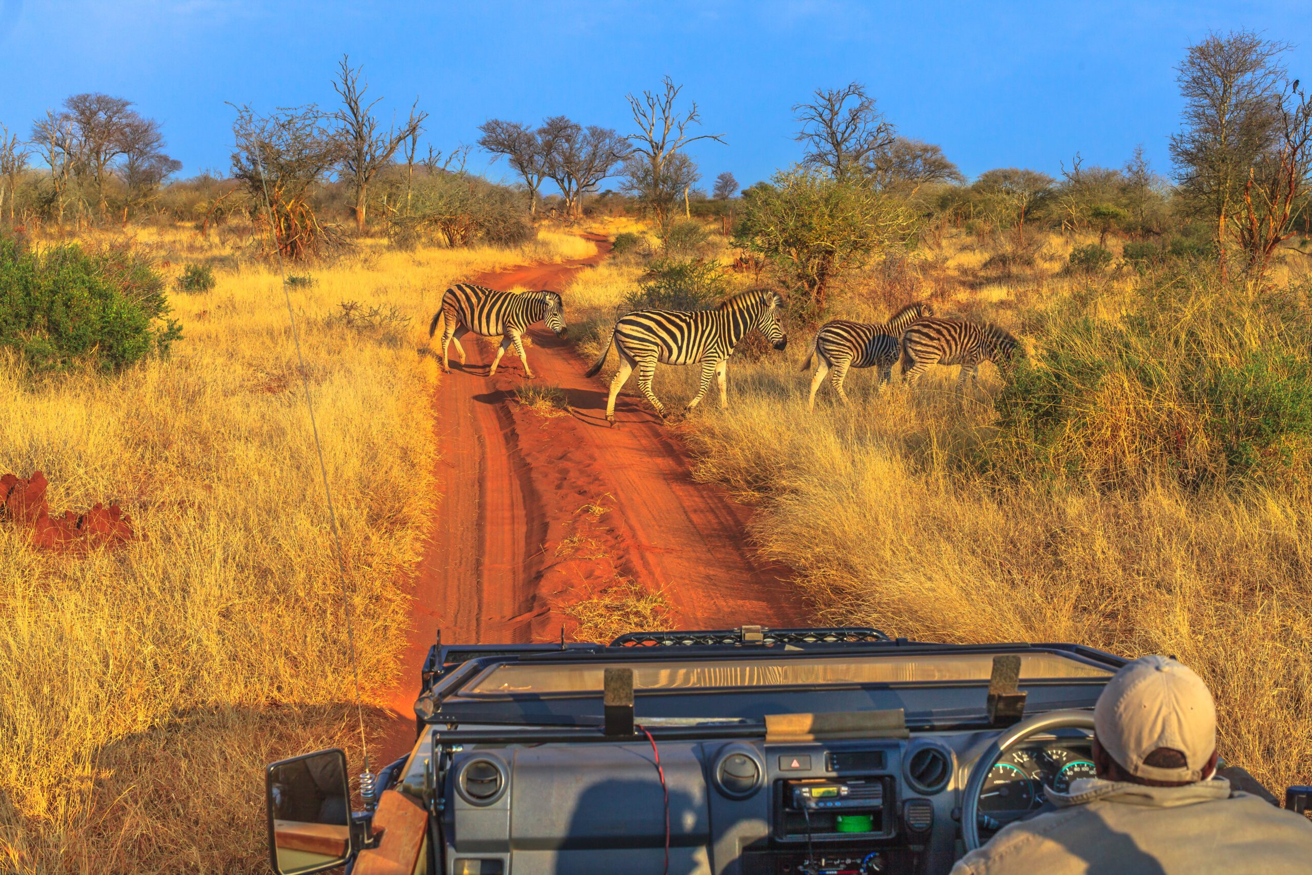 Zebra’s op safari in Madikwe Game Reserve, Zuid-Afrika – een exclusieve ervaring met Christoffel Travel
