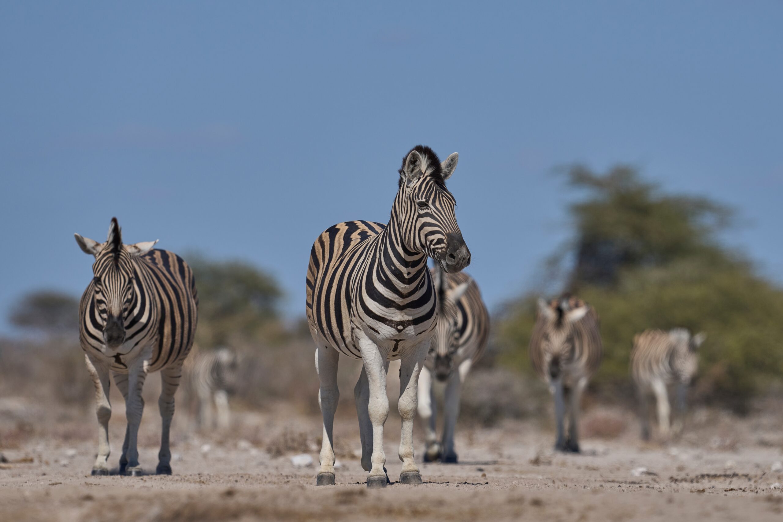 Burchell-zebra’s bij een waterpoel in Onguma Reserve bij Etosha – wildobservatie in Namibië met Christoffel Travel