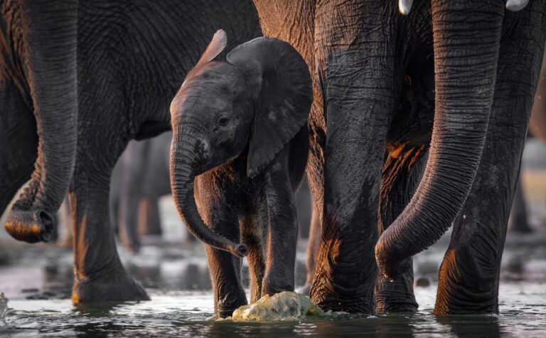 Babyolifant tijdens een badmoment in Hwange National Park, Zimbabwe – wildlife ervaring met Christoffel Travel