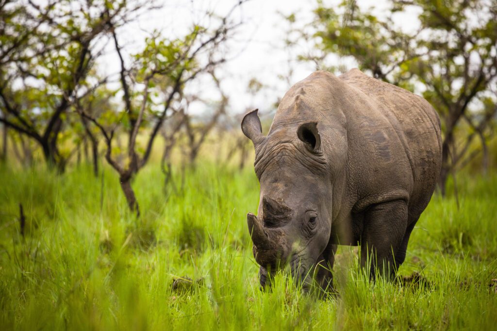 Neushoorn in Ziwa Rhino Sanctuary, Oeganda – natuurbehoud en safari met Christoffel Travel