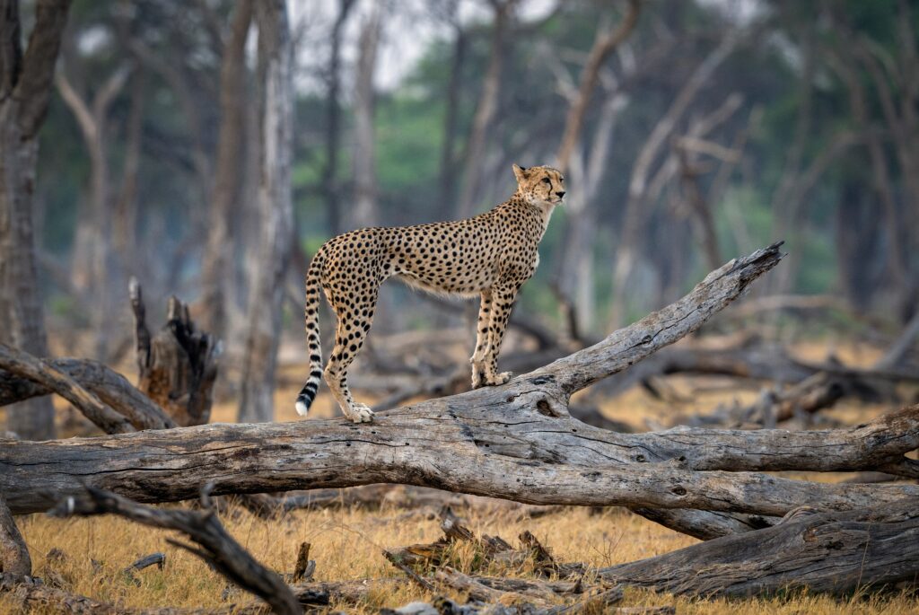 Cheetah in Hwange National Park, Zimbabwe, rustend in de schaduw tijdens een safari – Christoffel Travel.