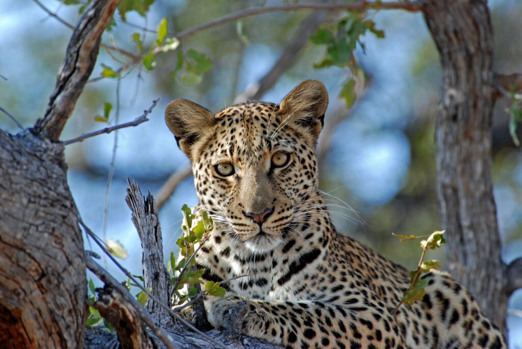 Vrouwtjesluipaard in een boom bij Chitabe Camp in de Okavango Delta, Botswana – safariwildlife met Christoffel Travel.
