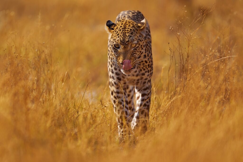 Luipaard in het goudgele gras van Savuti, Chobe National Park – safari Botswana met Christoffel Travel