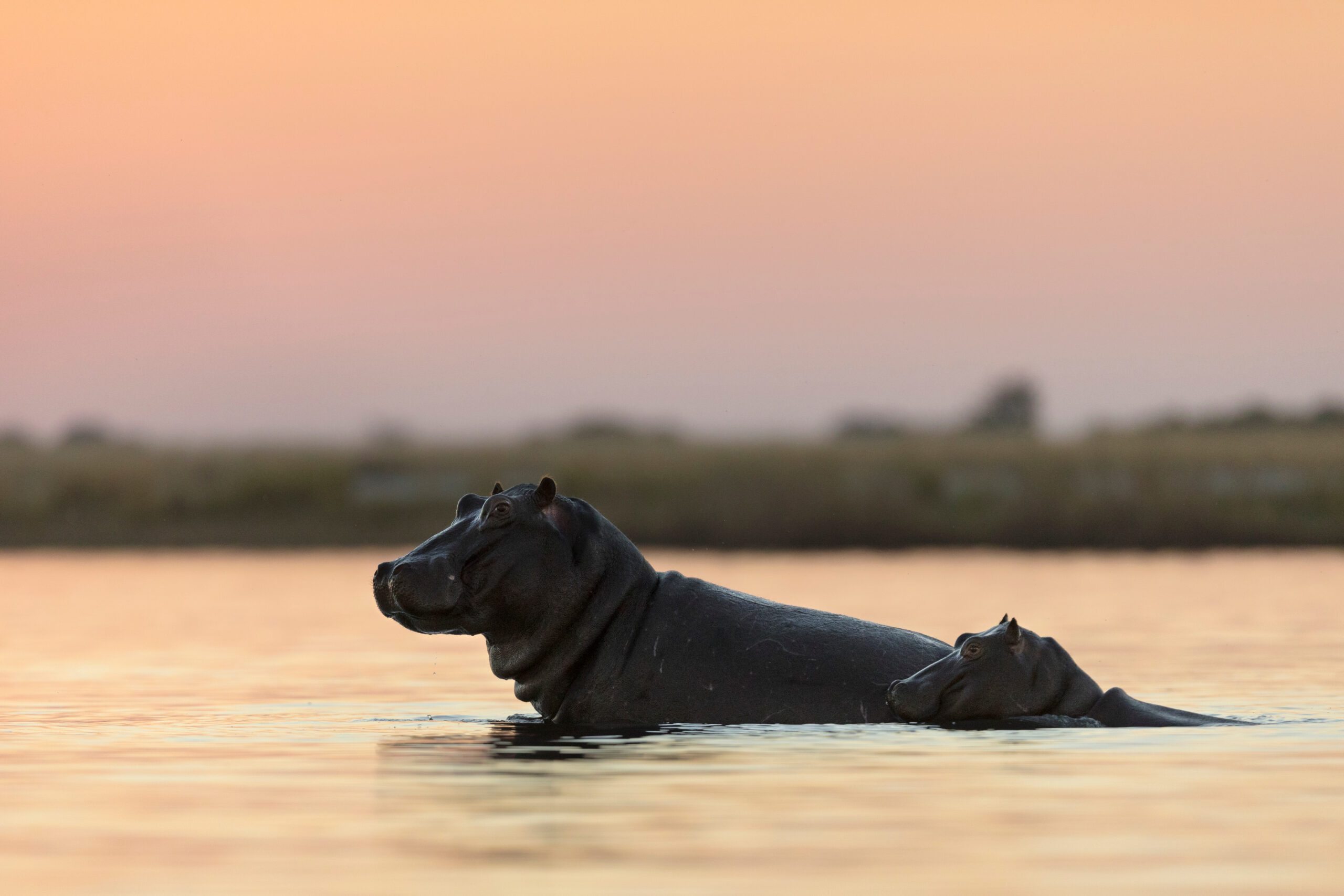 Nijlpaard in de Chobe River bij Kasane – waterwild spotten tijdens een luxe safari met Christoffel Travel