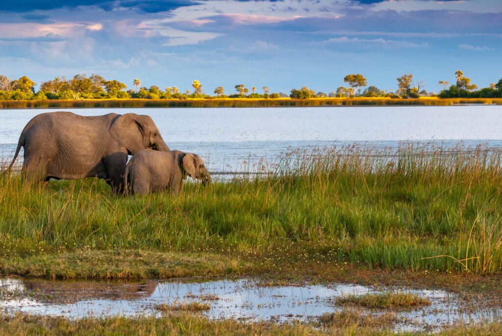 Olifanten in de moerassen van de Okavango Delta – exclusieve safari in Botswana met Christoffel Travel
